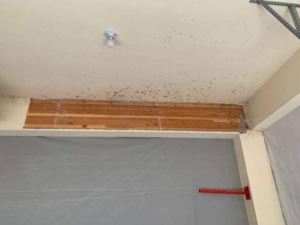 Browns Mills, NJ Mold Removal Company