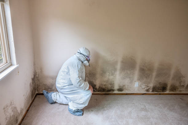 Best Environmental Consulting for Mold Prevention  in Browns Mills, NJ