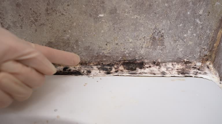 Best Forensic Mold Investigation  in Browns Mills, NJ
