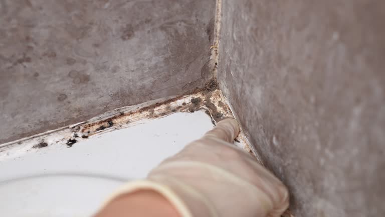 Best Air Quality Testing for Mold Spores  in Browns Mills, NJ