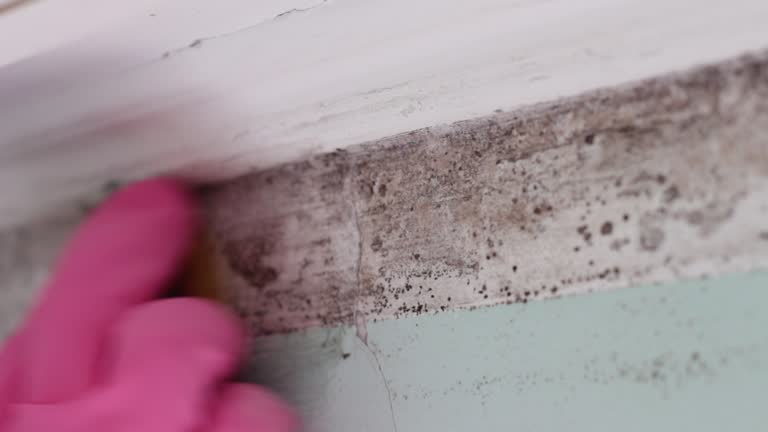 Best Water Damage & Mold Remediation  in Browns Mills, NJ